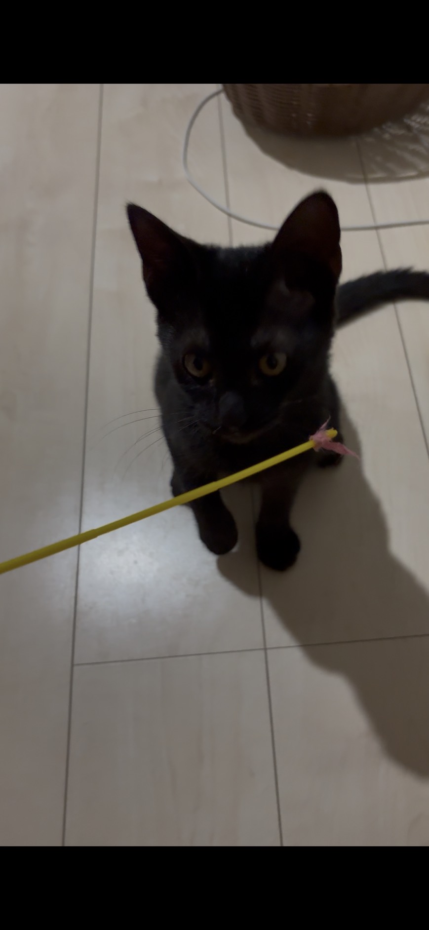 おもちゃの前でこちらを見上げるキハチ