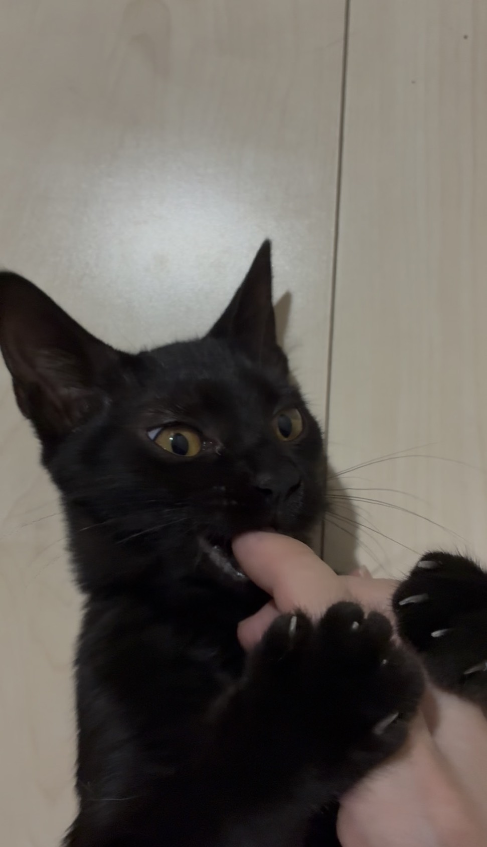 両手で指をつかむキハチのアップ