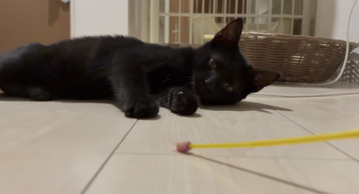 おもちゃのそばで横になるキハチ