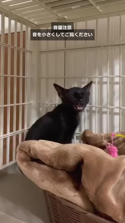 キハチの最初の動画の一場面