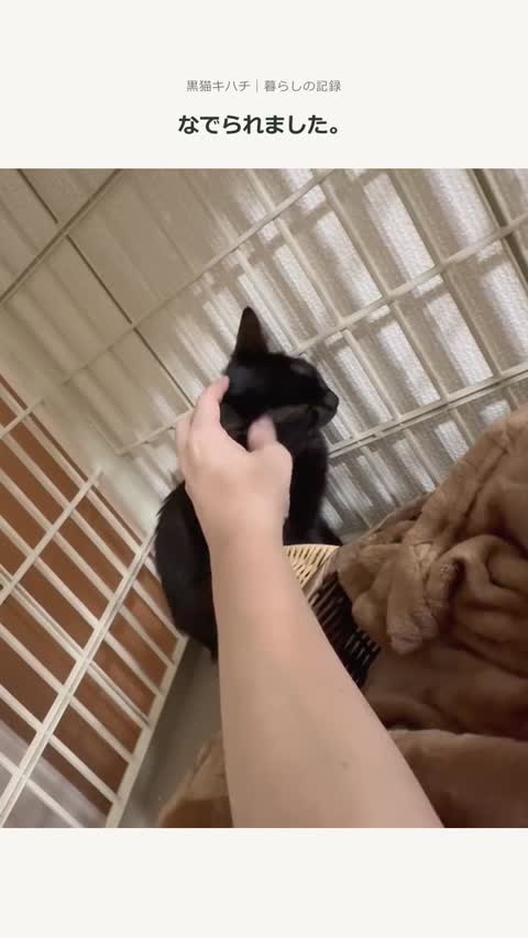 キハチをなでている動画の一場面
