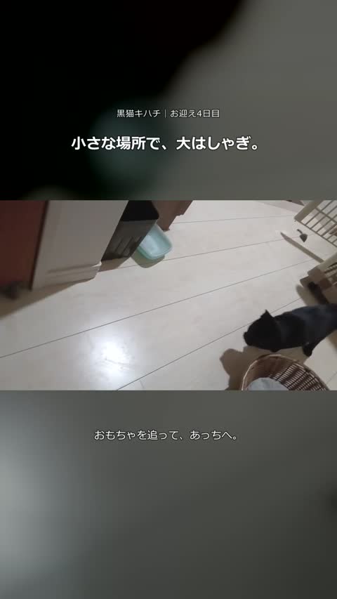 小さなスペースで遊ぶキハチ