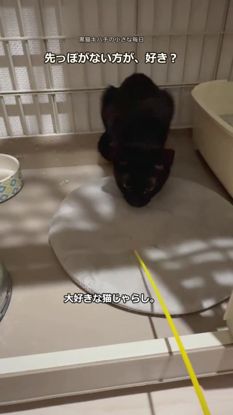 猫じゃらしで遊ぶキハチ