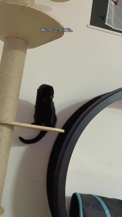 キャットタワーの上で過ごすキハチ